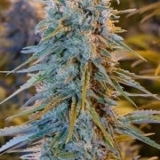 Blue Dream – Humboldt Seed Organization – Feminizowane – Product view 2