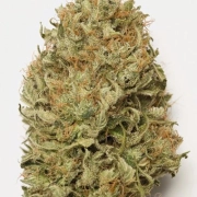 Blue Dream Auto Autoflowering cannabis flower bud by Humboldt Seed Organization