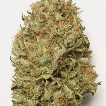 Blue Dream Auto Autoflowering cannabis flower bud by Humboldt Seed Organization