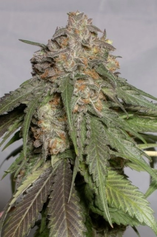 Blueberry Headband – Humboldt Seed Organization – Feminizowane