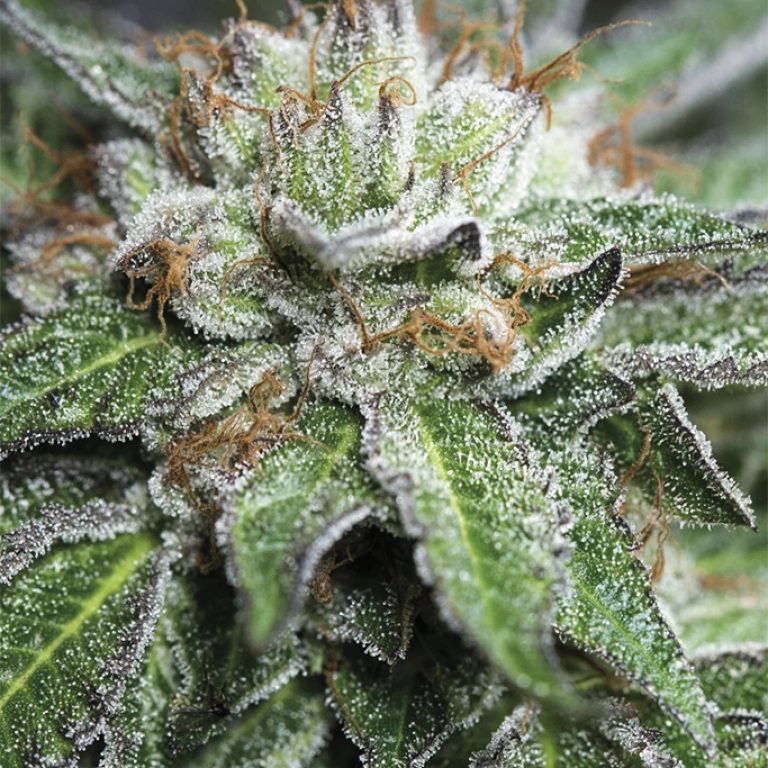 Bubba Kush – Humboldt Seed Organization – Feminizowane