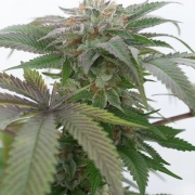 Bubba Kush 2.0 Feminized cannabis flower bud by Humboldt Seed Organization