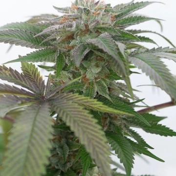 Bubba Kush 2.0 Feminized cannabis flower bud by Humboldt Seed Organization