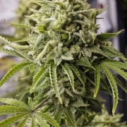 Bubba Kush Auto Autoflowering cannabis flower bud by Humboldt Seed Organization