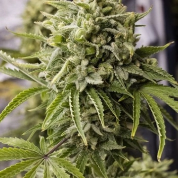 Bubba Kush Auto Autoflowering cannabis flower bud by Humboldt Seed Organization