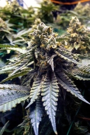Chocolate Mint OG Feminized cannabis flower bud by Humboldt Seed Organization