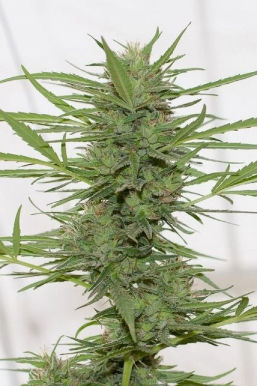 Dedoverde Haze – Humboldt Seed Organization – Feminizowane