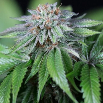 Ewe-2 Feminized cannabis flower bud by Humboldt Seed Organization