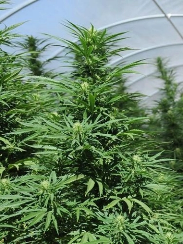 Green Crack Feminized cannabis flower bud by Humboldt Seed Organization