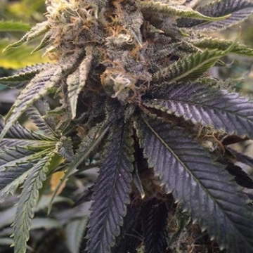 Lost Coast Hashplant Feminized cannabis flower bud by Humboldt Seed Organization