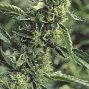 OG Kush – Humboldt Seed Organization – Feminizowane – Product view 2