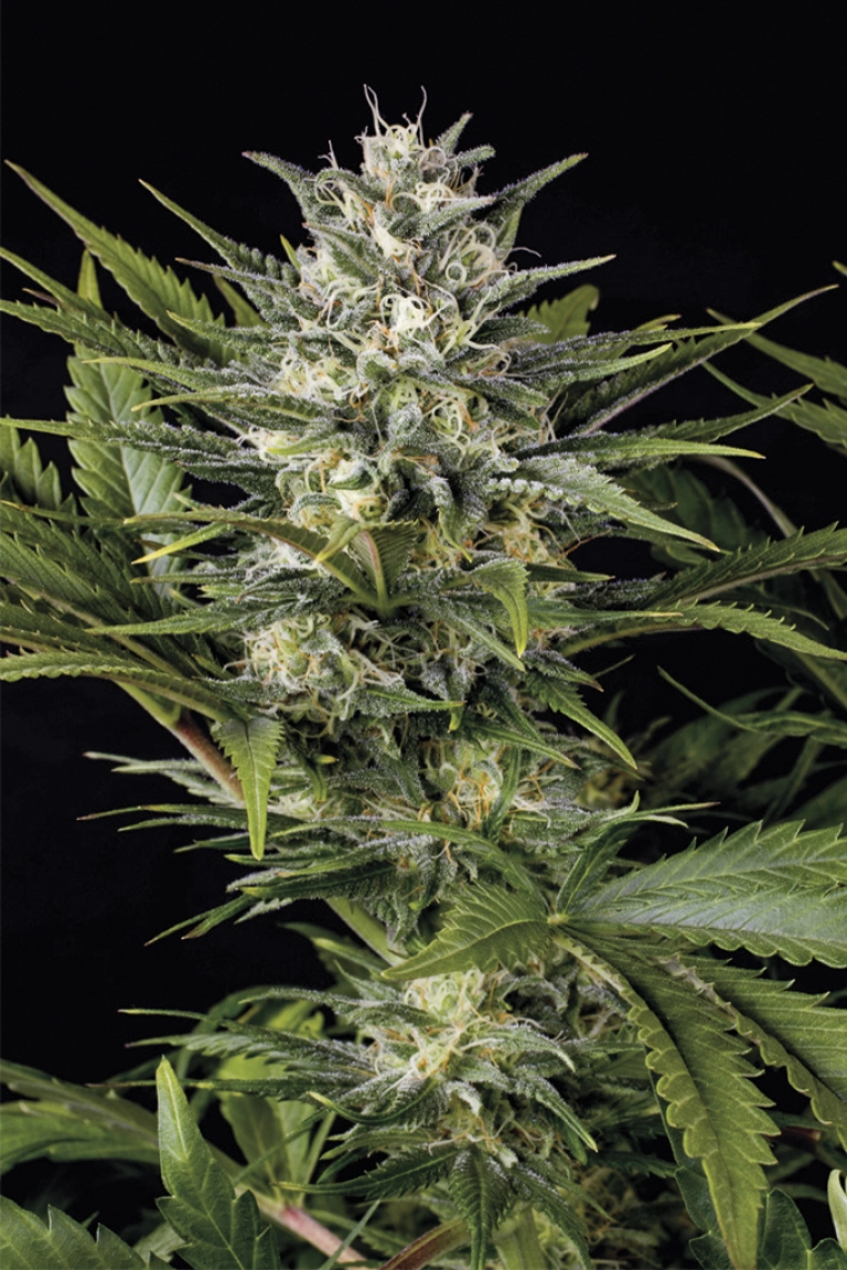 Pineapple Skunk – Humboldt Seed Organization – Feminizowane