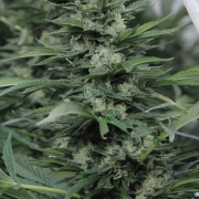 Sour Diesel #2 Feminized cannabis flower bud by Humboldt Seed Organization