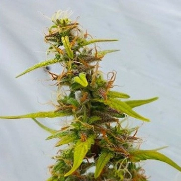 Diesel Ryder Autoflowering cannabis flower bud by Joint Doctor