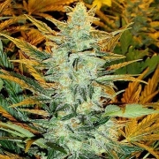 Lowryder #2  Autoflowering cannabis flower bud by Joint Doctor