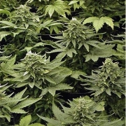 Lowryder Mix  Autoflowering cannabis flower bud by Joint Doctor