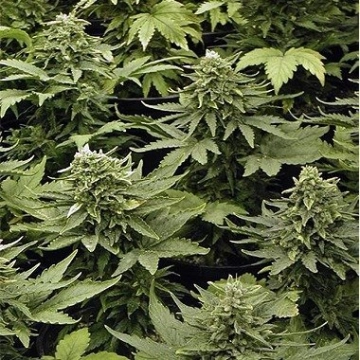 Lowryder Mix  Autoflowering cannabis flower bud by Joint Doctor