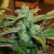 Lowryder #1 Regular cannabis flower bud by Joint Doctor
