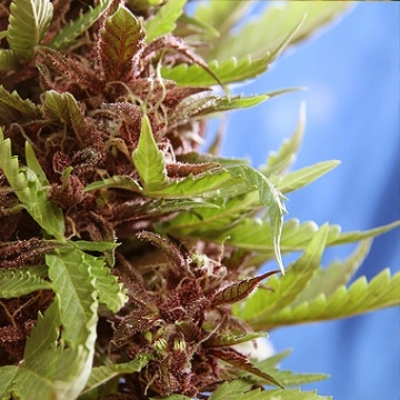 Purple Ryder Autoflowering cannabis flower bud by Joint Doctor