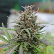 Baby Boom Auto Autoflowering cannabis flower bud by Kannabia Seeds