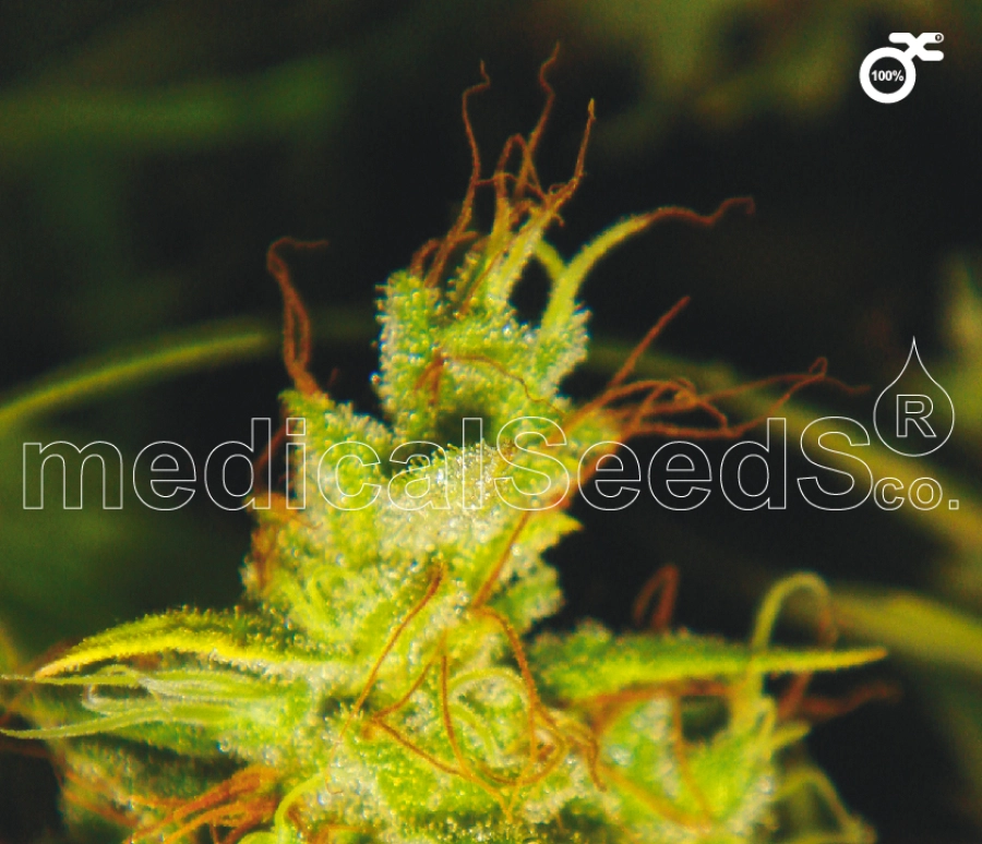 2046 – Medical Seeds – Feminizowane