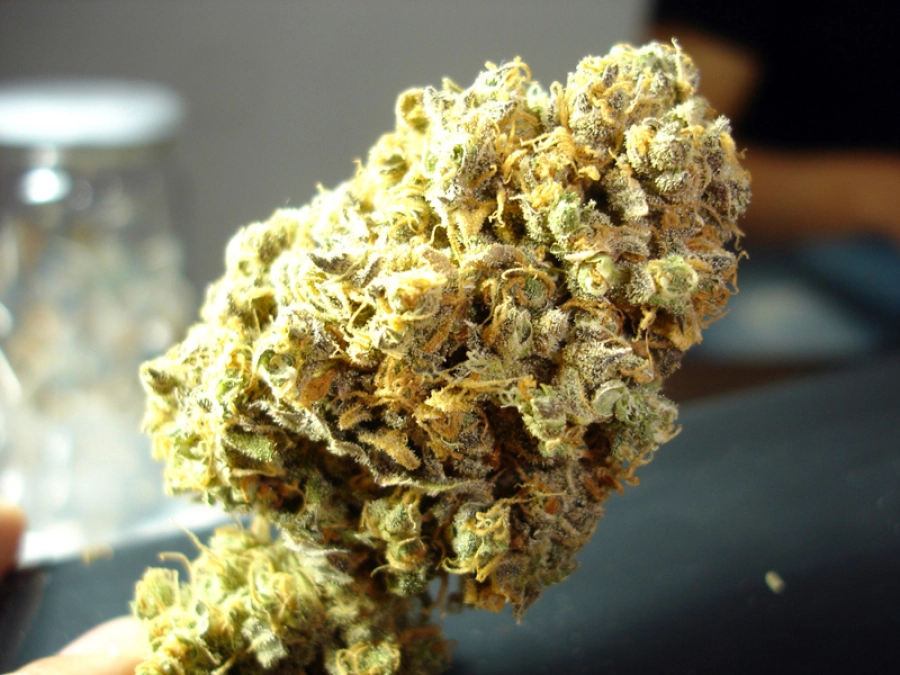 Channel + – Medical Seeds – Feminizowane