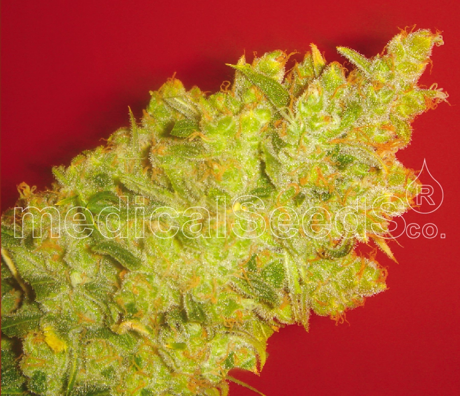 Jack La Mota – Medical Seeds – Feminizowane