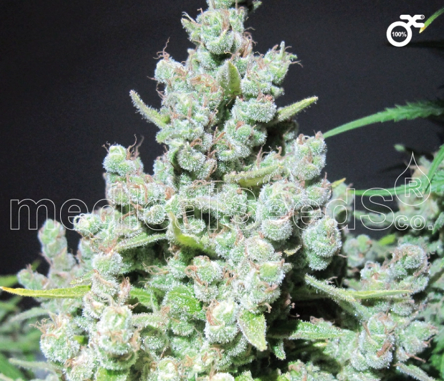 Malakoff – Medical Seeds – Feminizowane