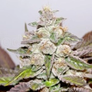 Mendocino Purple Kush Feminized cannabis flower bud by Medical Seeds