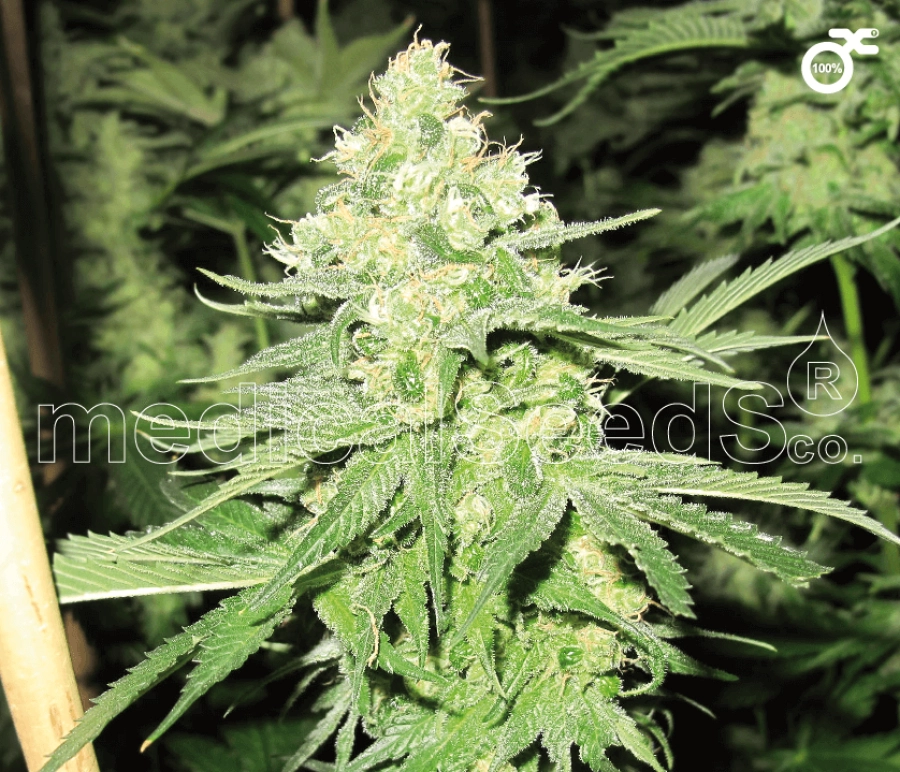 No Name – Medical Seeds – Feminizowane