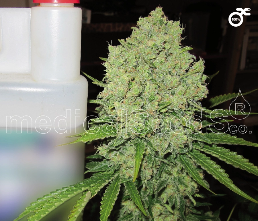 Prozack – Medical Seeds – Feminizowane