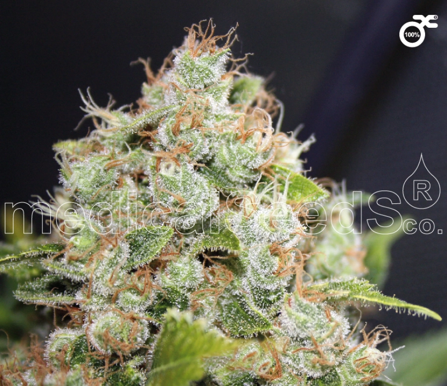 Sour Diesel – Medical Seeds – Feminizowane
