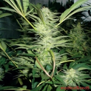 White Widow – Medical Seeds – Feminizowane – Product view 2