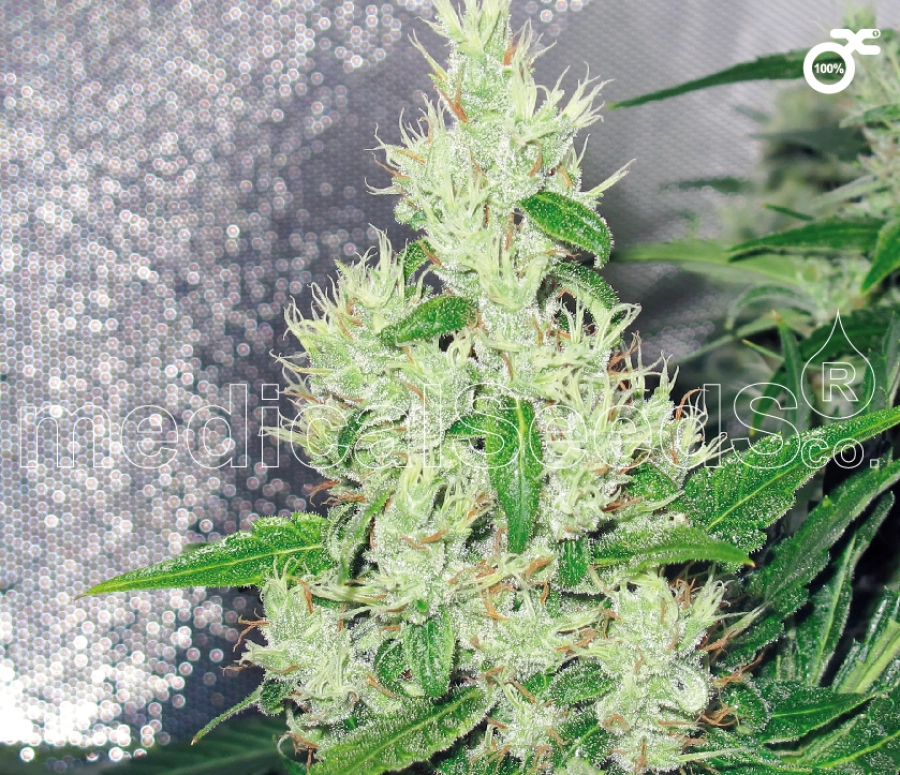 Y Griega – Medical Seeds – Feminizowane