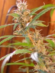 Afghan Haze Regular cannabis flower bud by Mr Nice Seedbank
