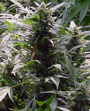 Dreamtime Regular cannabis flower bud by Mr Nice Seedbank