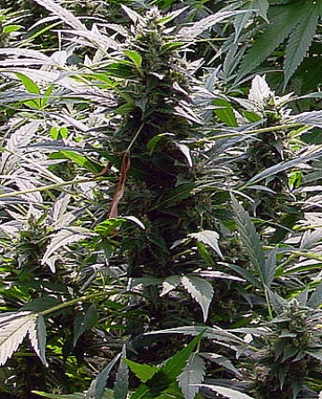 Dreamtime Regular cannabis flower bud by Mr Nice Seedbank