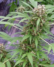 Early Pearl x Skunk Regular cannabis flower bud by Mr Nice Seedbank