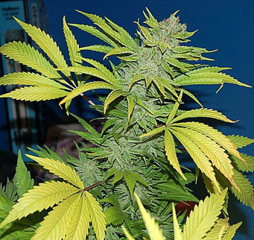 G13 Skunk – Mr Nice Seedbank – Regularne