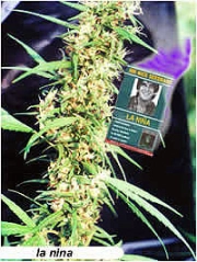 La Nina Regular  Regular cannabis flower bud by Mr Nice Seedbank