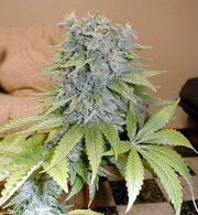Medicine Man Regular cannabis flower bud by Mr Nice Seedbank