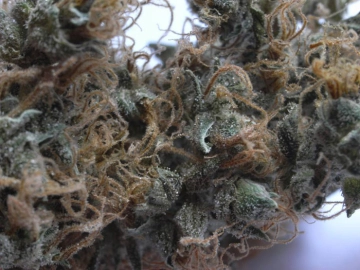 NHS (Northern Lights/Haze x Skunk) Regular cannabis flower bud by Mr Nice Seedbank