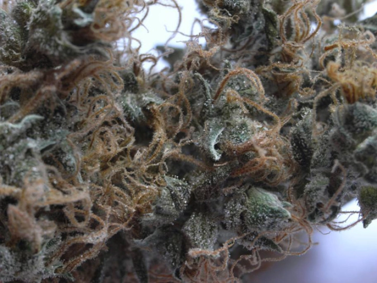 NHS (Northern Lights/Haze x Skunk) – Mr Nice Seedbank – Regularne