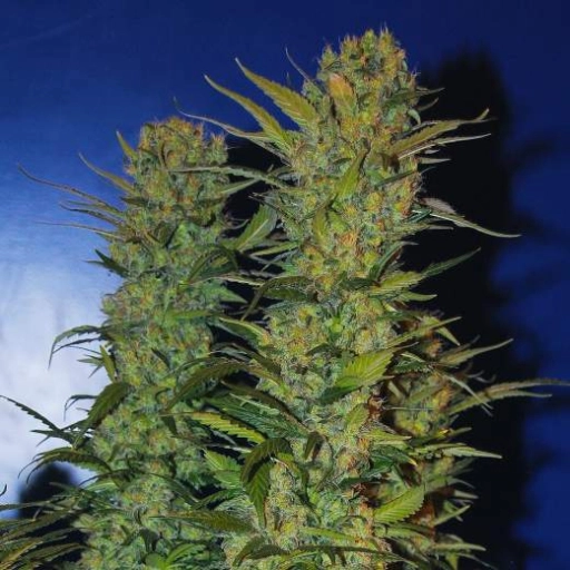 AK 48 – Nirvana Seeds – Feminizowane