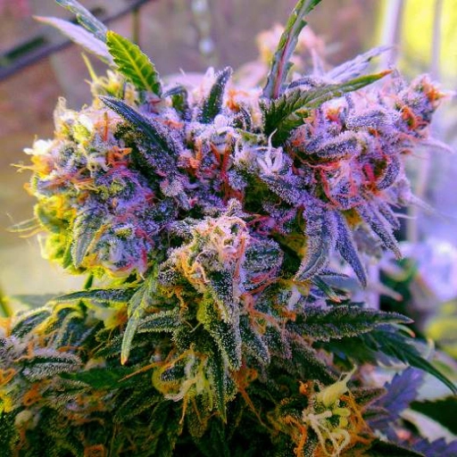 Aurora Indica – Nirvana Seeds – Feminizowane