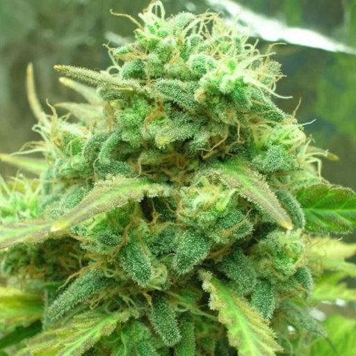 Black Jack – Nirvana Seeds – Feminizowane