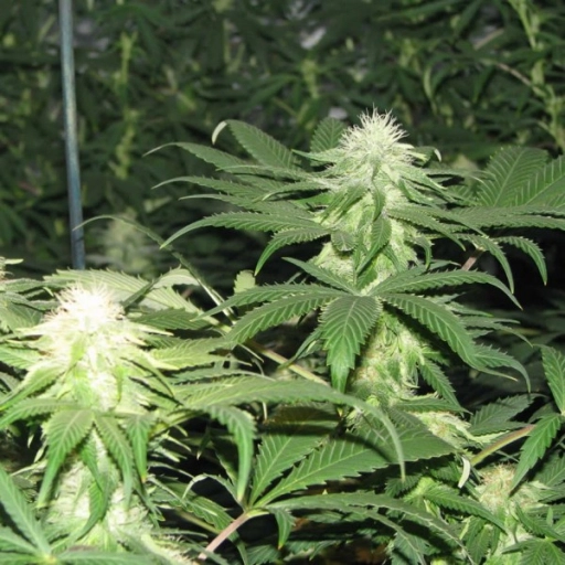Blackberry – Nirvana Seeds – Feminizowane