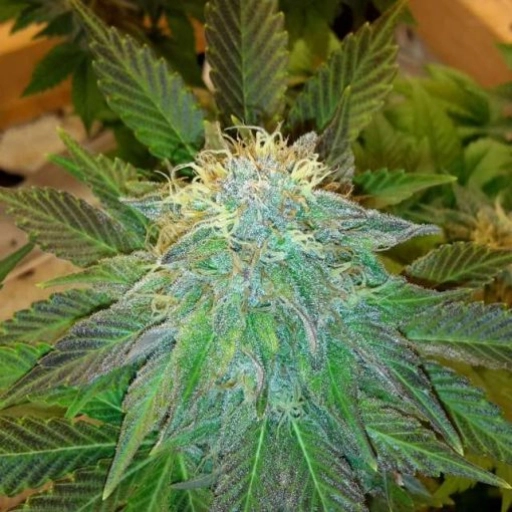 Bubblelicious – Nirvana Seeds – Feminizowane
