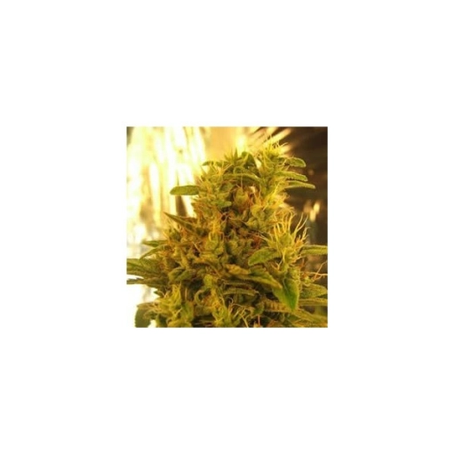 Haze #13 – Nirvana Seeds – Feminizowane