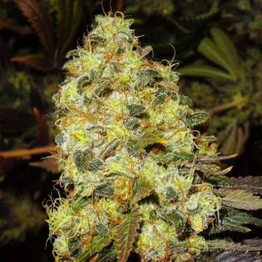 Ice – Nirvana Seeds – Feminizowane